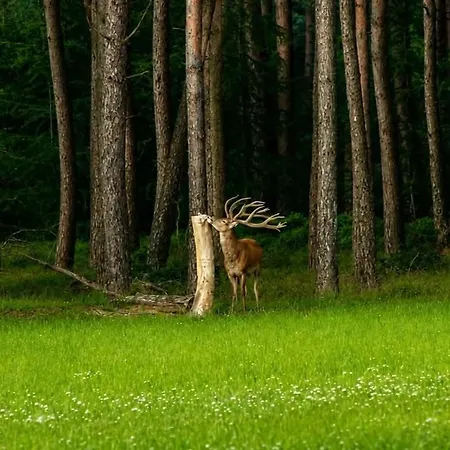 't Grieze Huysje 펜션 오털로