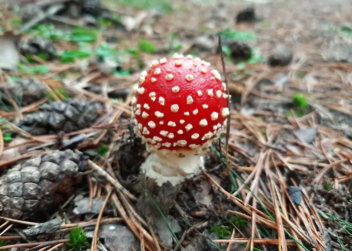 Hébergement de vacances 't Grieze Huysje