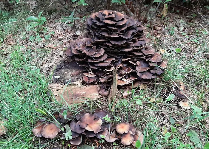 't Grieze Huysje בית נופש אוטרלו